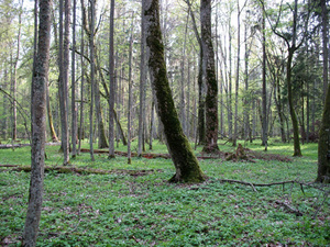 Ilustracja: Kto wykona ortofotomapy dla Puszczy Białowieskiej? <br />
fot. Wikipedia/Nemo5576