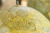Ilustracja: <b class=pic_title>Wystawa "100 globusów na 100-lecie Polskiego Towarzystwa Geograficznego"</b> <br />
<br />
<b class=pic_author>fot.  Jerzy Królikowski</b><br />
<br />
